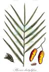 Phoenix dactylifera