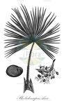 Pholidocarpus ihur