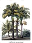 Prestoea acuminata