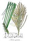 Butia capitata