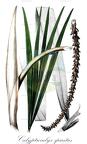 Calyptrocalyx spicatus