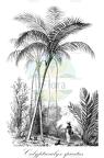 Calyptrocalyx spicatus