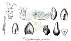 Calyptrocalyx spicatus
