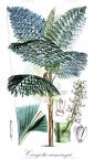 Caryota cumingii