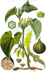 Aristolochia clematitis