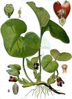 Asarum europaeum