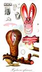 Hydnora africana