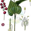Maianthemum bifolium