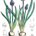 Bellevalia ciliata