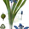 Scilla amoena