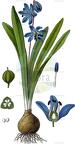 Scilla amoena