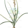 Dipcadi serotinum