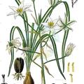 Ornithogalum umbellatum