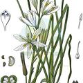 Anthericum liliago