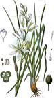 Anthericum liliago
