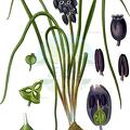 Muscari racemosum