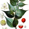 Ruscus aculeatus