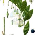 Polygonatum multiflorum