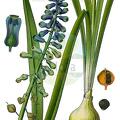 Leopoldia tenuiflora