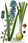 Leopoldia tenuiflora