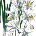 Paradisea liliastrum