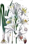 Paradisea liliastrum