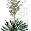Yucca filamentosa