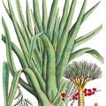 Dracaena draco