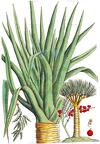Dracaena draco