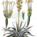 Agave americana