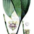 Aspidistra punctata