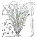 Hagenbachia brasiliensis