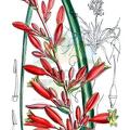 Hesperaloe parviflora