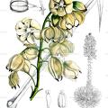 Hesperoyucca whipplei