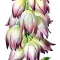 Hesperoyucca whipplei