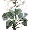 Hosta plantaginea