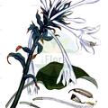 Hosta plantaginea