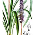 Liriope graminifolia