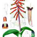 Lachenalia bulbifera