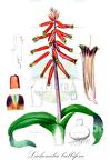 Lachenalia bulbifera