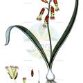 Lachenalia aloides