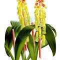 Lachenalia aloides