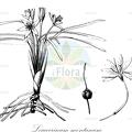 Leucocrinum montanum