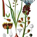 Leopoldia comosa