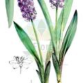 Ledebouria cooperi