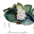 Massonia jasminiflora