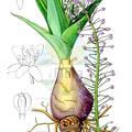 Merwilla plumbea