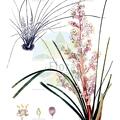 Nolina texana