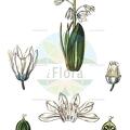 Puschkinia scilloides