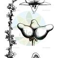 Peliosanthes teta